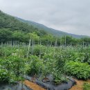 연산농장 이미지