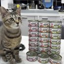 제일장의용품 | 고양이 캔 고민 끝, 더 캣츠 베로베로 습식캔 기호성 좋은 이유