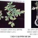 토마토 - 영양생리장해 질소(N) 이미지