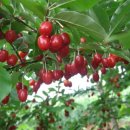 보리수 열매 효소 담는 방법 및 효능 이미지