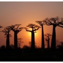 바오밥나무 이미지