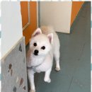 나랑애견유치원 이미지