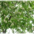 조림초등학교 이미지