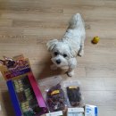 야탑서울동물병원 이미지