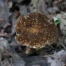 진갈색멋그물버섯(황금씨그물버섯) 이미지