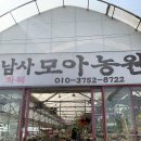 성지농원 | 🌿 [2탄] 식집사들의 성지! 용인 남사 화훼단지 투어 (남사모아농원 &amp; 에르베플라워아울렛)