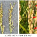 까치울역(7호선)(시비설치) | 집중호우 대비 벼 · 밭작물 관리 요령