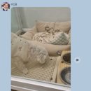 코코블리 애견운동장 이미지