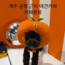 카페몽몽 | 제주도 애견카페 실내, 야외 운동장이 있는 카페 몽몽 내 돈 내산 방문 후기