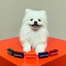 강아지당 이미지