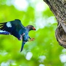 파랑새2 이미지