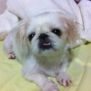 영락고등학교 이미지