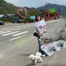 반려견 프린팅 티셔츠 '반티돌' 내돈내산 솔직후기, 가족티 주문제작 후기