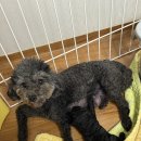 하이켄넬 이미지