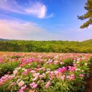 목단농장 이미지