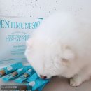 도시덴탈 | 어반포즈 닥터뉴트리코어 덴티뮨300 강아지덴탈껌 후기