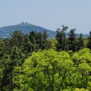 대정읍 영어교육도시내 곶자왈 이미지