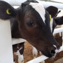 송아지농장 이미지