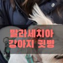 서서울동물병원 이미지