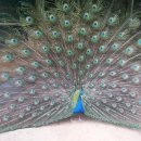 안동농원 이미지