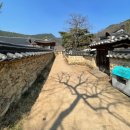 산수유 | 대구 동구 아이랑 가볼 만한 곳 ㅣ 옻골마을 산책 후기(주차, 봄꽃)