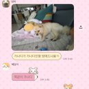 사이버피시방 | 66걸즈