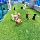 파브 퍼피 이미지