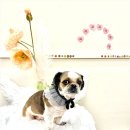 Coco Grooming | 우리 강아지를 위한 율량동애견미용, 코코그루밍에서 시작하는 편안한 변화 이야기