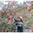 과수원 이미지