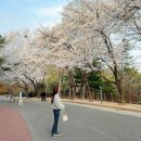 두류공원1공영주차장 | 대구 벚꽃 명소 추천 두류공원 개화 현황 만개 실시간 (3/29)