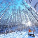 자작나무 숲 이미지