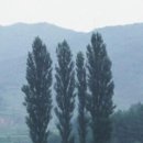 포플러(poplar) 이미지