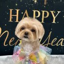 츄블리 펫 살롱 이미지