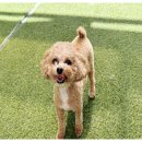 댕댕월드 이미지