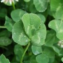 한잎클로버 이미지