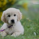 닥터에이스 동물병원 이미지