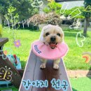 도그플레이스 | 안성 애견동반 수영장 원더풀도그베이 아이부터 어른까지 함께 즐길 수 있는 취사가능 워터파크