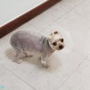 신규동물병원 | 동물병원코디네이터 자격증 신규 직업 준비과정 후기 푼다