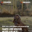 강북동물병원 | 16살 고령 강아지의 백내장 수술 후기, 노원강북동물병원, Ｎ안과동물병원, N동물의료센터 노원점