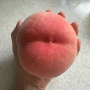 관우농장 | 복숭아 도련님! LG 박관우 부모님의 '아리아리735농원' 복숭아 산지직송 후기 🍑