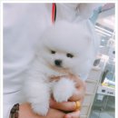 바둑아 놀자 이미지