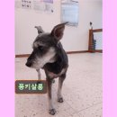 퐁키살롱 이미지
