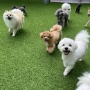 위드온 반려견 교육센터 이미지