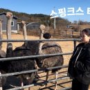 지상길농장 | 스핑크스타조농장 | 서산 놀거리 체험활동