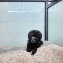 아리랑밸리켄넬 이미지