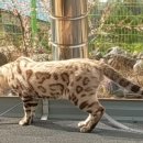 베스트 캣 이미지