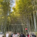 응 | 교토여행 - 치쿠린, 퍼센트 아라비카(응커피) 본점 후기