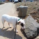 공감애견학교 유치원,호텔 이미지