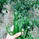 진고개계곡야영장 이미지