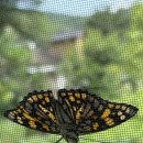 나비의 신기한 모습 이미지